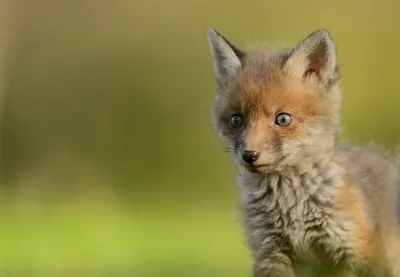 Baby Animal Cub Muzzle Animals Wallpaper 4K 2048x1420 Baby, Animal, Cub, Muzzle, Fox, Hd, Desktop, Gray, Pink, Landscape, Full HD