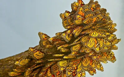 Monarch Butterflies Branch Abstract Wallpaper 4K 1920x1200 Monarch, Butterflies, On, Branch, Gray, Ultrawide, Full HD