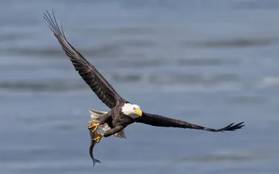 Calm Bald Wallpaper Animals Wallpaper 4K 1680x1050 Hd, Desktop, Wallpaper, Featuring, A, Bald, Eagle, In, Mid-flight, Over, Water, Clutching, Gray, Ultrawide