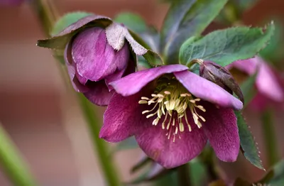 Pink Flower Nature Nature Wallpaper 4K 1920x1258 Pink, Flower, Nature, Hellebore, Hd, Desktop, Wallpaper, Gray, Ultrawide, Full HD