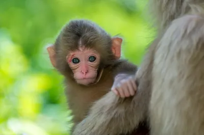 Close Young Macaque Abstract Wallpaper 4K 2048x1356 Hd, Desktop, Wallpaper, Featuring, A, Close-up, View, Of, Young, Macaque, Clinging, Mother, Gray, Ultrawide, Full HD