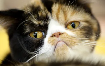Dark Close Wallpaper Animals Wallpaper 4K 2560x1600 Close-up, Hd, Desktop, Wallpaper, Of, A, Calico, Cat, Striking, Yellow, Eyes, Unique, White, Gray, Ultrawide, QHD