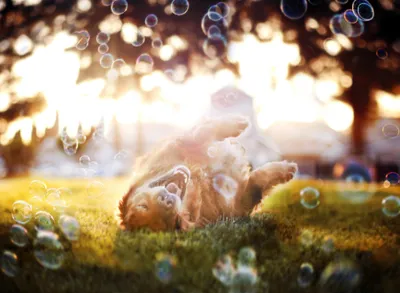 Radiant Playful Wallpaper Abstract Wallpaper 4K 2048x1500 A, Playful, Golden, Retriever, Rolls, On, The, Grass, Surrounded, Bubbles, Sunlight, Glistening, White, Landscape, Full HD