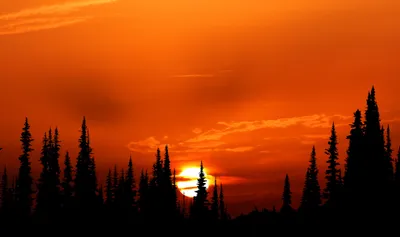 Crisp Nature Wallpaper Nature Wallpaper 4K 3976x2355 4k, Ultra, Hd, Wallpaper, Featuring, A, Striking, Nature, Scene, Dark, Tree, Silhouettes, Red, Orange, Ultrawide