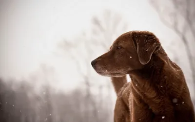 Bold Close Wallpaper Animals Wallpaper 4K 1920x1200 Hd, Pc, Desktop, Wallpaper, Featuring, A, Close-up, Of, Brown, Dog, Outdoors, Softly, White, Ultrawide, Full HD