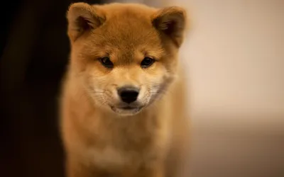 Close Adorable Akita Abstract Wallpaper 4K 1920x1200 Hd, Desktop, Wallpaper, Featuring, A, Close-up, Of, An, Adorable, Akita, Puppy, Soft, Gray, Ultrawide, Full HD