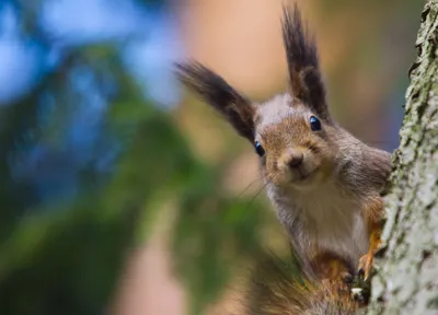 Rodent Animal Squirrel Animals Wallpaper 4K 2048x1478 Rodent, Animal, Squirrel, Hd, Desktop, Wallpaper, Background, Gray, Landscape, Full HD