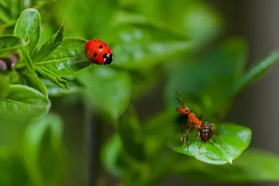 Ant Nature Insect Macro Animal Animals Wallpaper 4K 1920x1280 Ant, Nature, Insect, Macro, Animal, Ladybug, Hd, Desktop, Brown, Landscape, Full HD