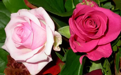 Close Two Vibrant Abstract Wallpaper 4K 1920x1200 Hd, Pc, Desktop, Wallpaper, Featuring, A, Close-up, Of, Two, Vibrant, Roses, One, White, Ultrawide, Full HD