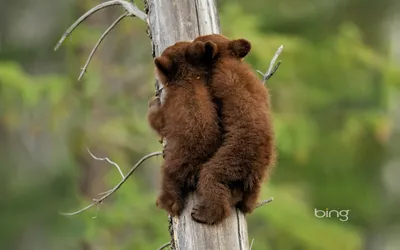 Two Cute Brown Bear Cubs Nature Wallpaper 4K 1920x1200 Two, Cute, Brown, Bear, Cubs, Climbing, A, Tree, Captured, Stunning, Detail, Desktop, Gray, Ultrawide, Full HD