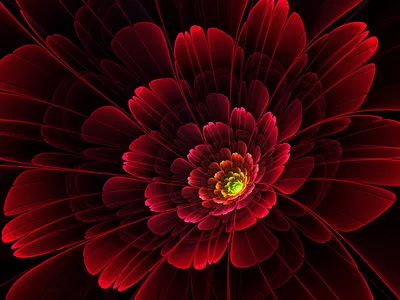Calm Vibrant Wallpaper Nature Wallpaper 4K 1600x1200 Vibrant, Artistic, Flower, Design, In, Rich, Red, Hues, Radiating, Luminous, Center, Serving, Black, Landscape