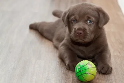 Cute Brown Puppy Lies Wooden Abstract Wallpaper 4K 2400x1600 A, Cute, Brown, Puppy, Lies, On, Wooden, Floor, Gazing, Camera, Blue, Eyes, Gray, White, Landscape, Full HD