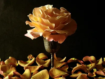Artistic Rose Abstract Abstract Wallpaper 4K 1600x1208 Artistic, Rose, Hd, Desktop, Wallpaper, Background, Image, Brown, Black, Landscape