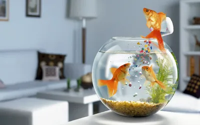 Misty Goldfish Wallpaper Abstract Wallpaper 4K 1920x1200 Goldfish, Getting, Their, Own, Food, White, Gray, Ultrawide, Full HD