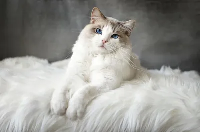 Misty Blue Wallpaper Animals Wallpaper 4K 1920x1271 Hd, Pc, Desktop, Wallpaper, Of, A, Blue-eyed, Cat, Animal, Lounging, Fluffy, White, Ultrawide, Full HD