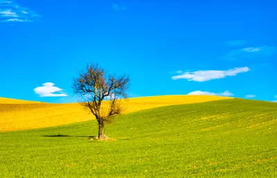 Nature Lonely Tree Sunlit Summer Nature Wallpaper 4K 2048x1323 Hd, Pc, Desktop, Wallpaper, A, Nature, Scene, Of, Lonely, Tree, Sunlit, Summer, Yellow, Pink, Ultrawide, Full HD