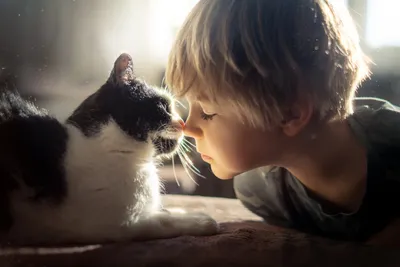 Epic Heartwarming Wallpaper Animals Wallpaper 4K 3000x2000 Heartwarming, 2k, Quad, Hd, Pc, Desktop, Wallpaper, A, Little, Boy, Gently, Nose-to-nose, White, Gray, Landscape, QHD