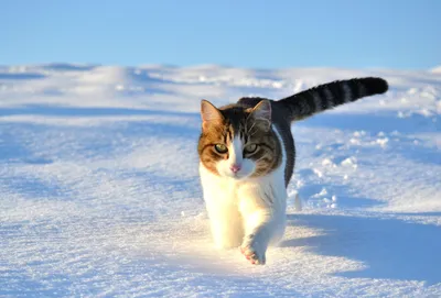 Charming Cat Walks Animals Wallpaper 4K 1920x1300 A, Charming, Cat, Walks, Through, Untouched, Snow, Its, Fur, Contrasting, Beautifully, Against, Gray, Landscape, Full HD