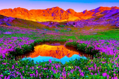 Bold Vibrant Wallpaper Nature Wallpaper 4K 3000x2000 Vibrant, Scenic, Landscape, With, Blooming, Purple, Flowers, Surrounding, Reflective, Pond, Glowing, Mountain, Orange, Gray, Pink, QHD