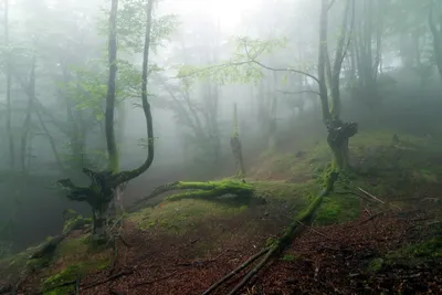 Crisp Fog Wallpaper Nature Wallpaper 4K 1920x1280 Fog, Nature, Forest, Hd, Desktop, Wallpaper, Background, White, Landscape, Full HD