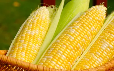 Dark Close Wallpaper Abstract Wallpaper 4K 2560x1600 Hd, Pc, Desktop, Wallpaper, Showing, Close-up, Of, Fresh, Yellow, White, Corn, Ears, Gray, Purple, Ultrawide, QHD