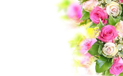 Pink White Roses Flower Nature Nature Wallpaper 4K 1920x1200 Hd, Pc, Desktop, Wallpaper, Of, Pink, And, White, Roses, Flower, Nature, Rose, Ultrawide, Full HD