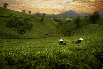 Golden Man Wallpaper Abstract Wallpaper 4K 6144x4098 Man, Made, Rice, Terrace, Terraced, Field, Hd, Desktop, Gray, Landscape, 4k
