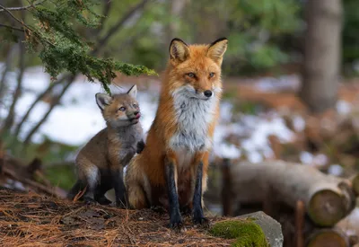 Serene Red Wallpaper Animals Wallpaper 4K 3544x2440 Hd, Desktop, Wallpaper, Featuring, A, Red, Fox, And, Kit, Forest, Setting, Natural, White, Landscape, QHD