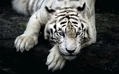 Crisp Majestic Wallpaper Black/Dark Wallpaper 4K 2560x1600 Hd, Wallpaper, Of, A, Majestic, White, Tiger, Lying, Dark, Rock, Showcasing, Striking, Ultrawide, QHD