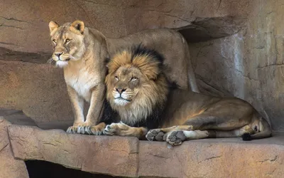 Majestic Lion Lioness Rest Animals Wallpaper 4K 2560x1600 A, Majestic, Lion, And, Lioness, Rest, Together, On, Rocky, Terrain, Showcasing, Their, Gray, Ultrawide, QHD