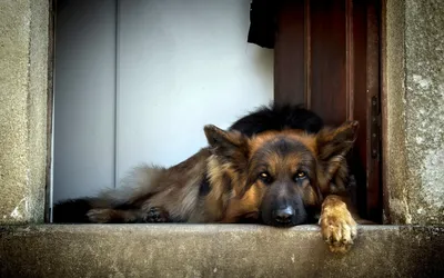 Serene German Shepherd Rests Abstract Wallpaper 4K 1920x1200 A, Serene, German, Shepherd, Rests, With, Its, Head, Ledge, Gazing, Thoughtfully, Creating, White, Ultrawide, Full HD