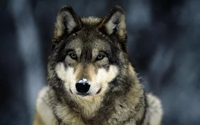 Majestic Wolf Piercing Eyes Blurred Animals Wallpaper 4K 1920x1200 A, Striking, Hd, Desktop, Wallpaper, Featuring, Majestic, Wolf, Piercing, Eyes, Set, Against, Gray, Brown, Ultrawide, Full HD
