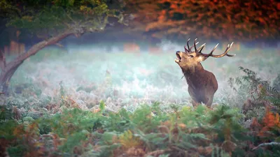 Majestic Deer Stands Animals Wallpaper 4K 1920x1080 A, Majestic, Deer, Stands, Amidst, Mist-covered, Ferns, Its, Antlers, Prominent, Creating, Stunning, White, Gray, Ultrawide, Full HD