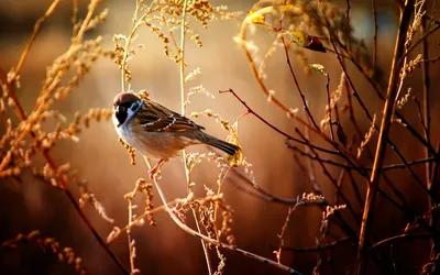 Vivid Animal Wallpaper Animals Wallpaper 4K 1920x1200 Animal, Bird, Hd, Desktop, Wallpaper, Background, Image, Gray, Ultrawide, Full HD