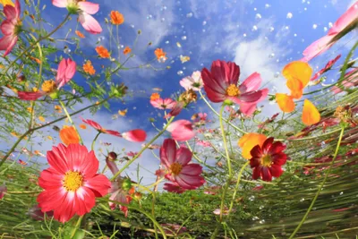 Pink Flower Nature Cosmos Nature Wallpaper 4K 2880x1920 Pink, Flower, Nature, Cosmos, Plant, Hd, Desktop, Gray, Landscape, QHD