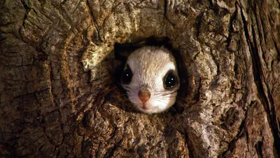 Misty Close Wallpaper Animals Wallpaper 4K 1920x1080 Close-up, Of, A, Japanese, Dwarf, Flying, Squirrel, Peeking, Tree, Hole, Captured, Detailed, Gray, Brown, Ultrawide, Full HD