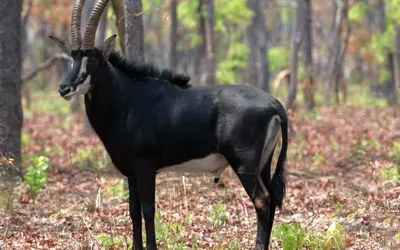 Moody Sable Wallpaper Abstract Wallpaper 4K 1920x1200 Sable, Antelope, Gray, Ultrawide, Full HD