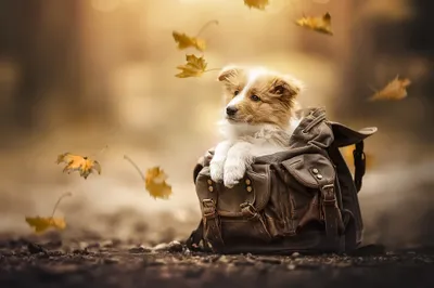 Serene Cute Wallpaper Nature Wallpaper 4K 2048x1365 A, Cute, Puppy, Rests, In, Bag, Surrounded, Falling, Leaves, Creating, Serene, Autumn, Gray, Ultrawide, Full HD