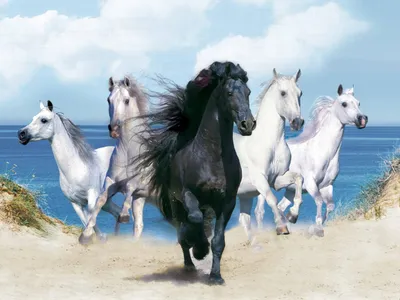 Group Five Horses Nature Wallpaper 4K 1600x1200 Hd, Desktop, Wallpaper, Featuring, A, Group, Of, Five, Horses, Including, Striking, Black, White, Landscape