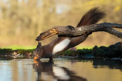 Squirrel Washing His Nut Abstract Wallpaper 4K 3000x2000 Squirrel, Washing, His, Nut, Gray, Landscape, QHD