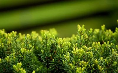Vibrant Green Plant Nature Wallpaper 4K 2560x1600 Vibrant, Green, Plant, Close-up, Showing, Fresh, New, Tips, Nature, Quad, Desktop, Brown, Ultrawide, QHD