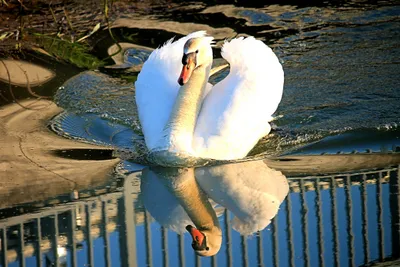 Dreamy Swan Wallpaper Animals Wallpaper 4K 4272x2848 Swan, Bird, Reflection, Animal, Mute, Hd, Desktop, White, Landscape, 4k