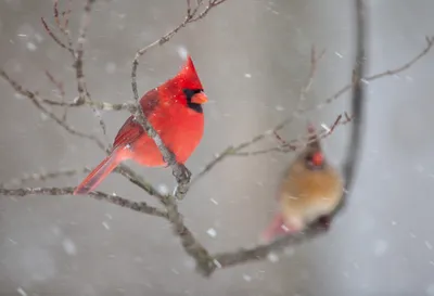 Vibrant Red Cardinal Perched Nature Wallpaper 4K 3972x2712 A, Vibrant, Red, Cardinal, Perched, On, Snowy, Tree, Branch, Captured, Stunning, Ultra, Gray, Landscape, 4k