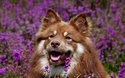 Bright Happy Wallpaper Animals Wallpaper 4K 1920x1200 Hd, Pc, Desktop, Wallpaper, Featuring, A, Happy, Brown, Dog, Fluffy, Fur, Surrounded, Gray, Ultrawide, Full HD