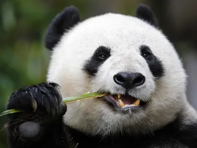Bright Close Wallpaper Abstract Wallpaper 4K 3500x2625 Close-up, Of, A, Giant, Panda, Chewing, Bamboo, 2k, Quad, Desktop, White, Landscape, QHD