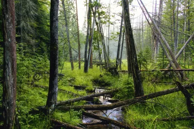 Tree Stream Log Nature Forest Nature Wallpaper 4K 3800x2533 Tree, Stream, Log, Nature, Forest, Hd, Desktop, Wallpaper, White, Ultrawide, QHD