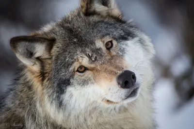 Close Wolf Snowy Landscape Nature Wallpaper 4K 2048x1365 A, Close-up, Of, Wolf, In, Snowy, Landscape, Showcasing, Detailed, Fur, Expressive, Gaze, Gray, White, Ultrawide, Full HD