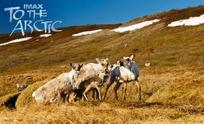 Golden Caribou Wallpaper Cars Wallpaper 4K 1680x1024 Caribou, In, The, Arctic, Tundra, Pink, Green, Brown, Ultrawide