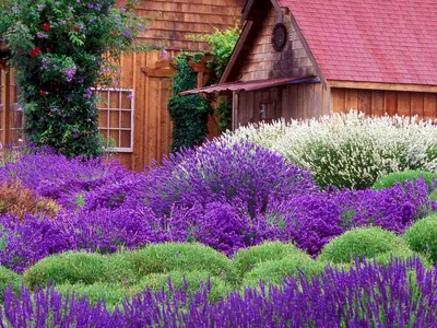 Charming Garden Vibrant Lavender Blooms Abstract Wallpaper 4K 1600x1200 A, Charming, Garden, Scene, Features, Vibrant, Lavender, Blooms, Surrounding, Rustic, Cottage, Complemented, Pink, Gray, Landscape