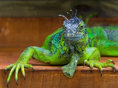 Vibrant Green Lizard Poses Abstract Wallpaper 4K 3200x2400 A, Vibrant, Green, Lizard, Poses, On, Wooden, Surface, Showcasing, Intricate, Scales, Expressive, Brown, Landscape, QHD